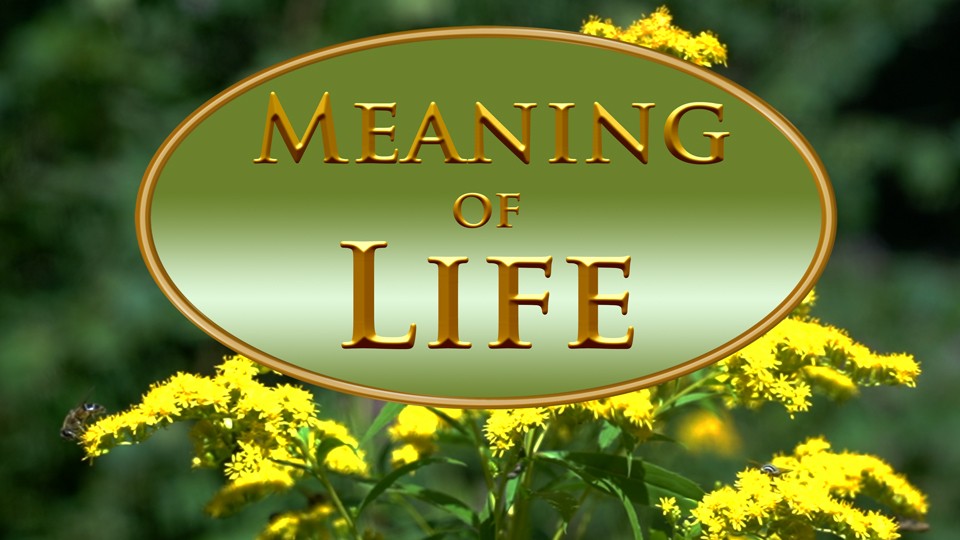 Video about the Meaning of Life